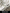 (NEW LAUNCH) BIRDY UD20 Special Edition Galaxy Silver 11-Speed Shimano 105